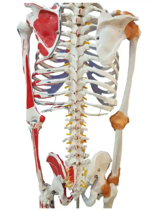 Human Skeleton with Muscle Insertion & Ligaments with Flexible Spine - Image 7
