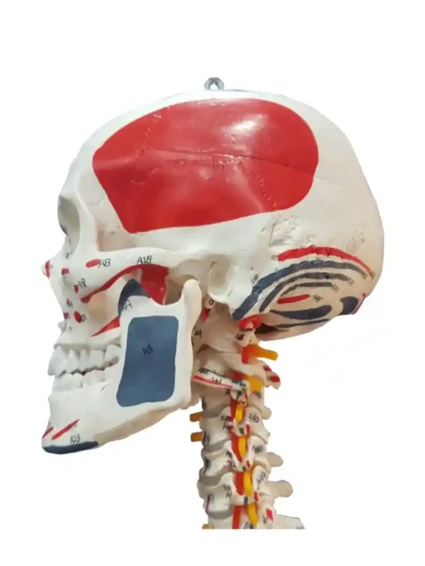 Human Skeleton with Muscle Insertion & Ligaments with Flexible Spine - Image 5