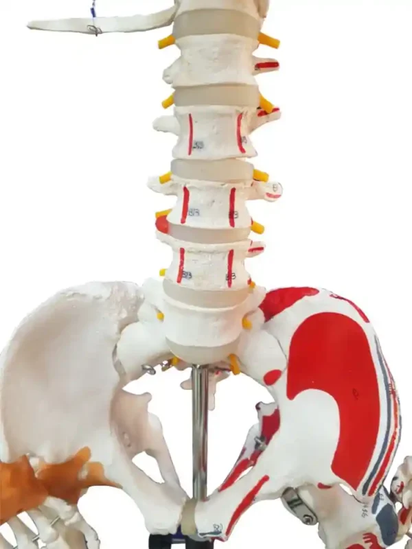 Human Skeleton with Muscle Insertion & Ligaments with Flexible Spine - Image 4