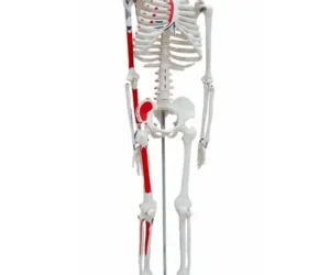 Human Skeleton Model 85 cm Numbered