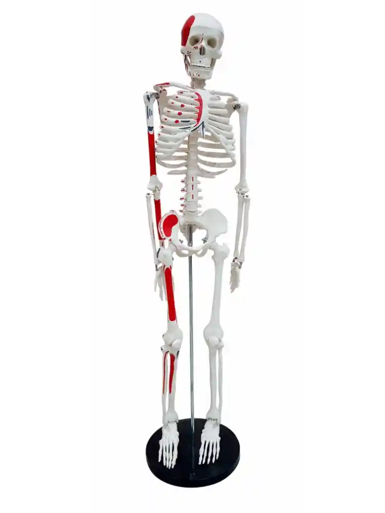 Human Skeleton Model 85 cm Numbered
