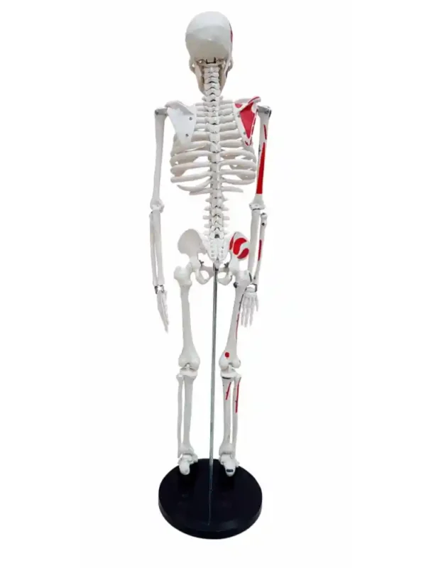 Human Skeleton Model 85 cm Numbered - Image 4