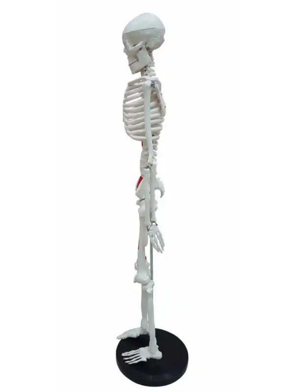 Human Skeleton Model 85 cm Numbered - Image 5