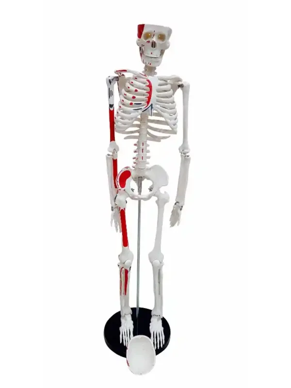 Human Skeleton Model 85 cm Numbered - Image 2