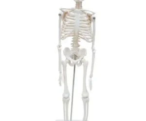 Desktop Skeleton 45 cm