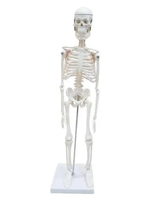 Desktop Skeleton 45 cm