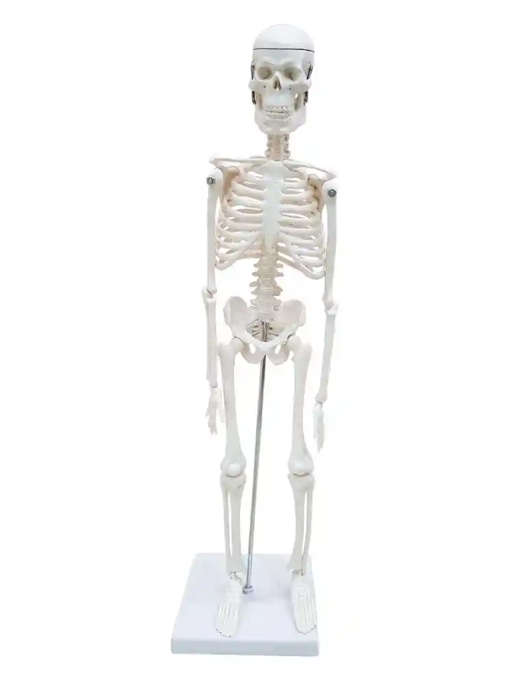 Desktop Skeleton 45 cm