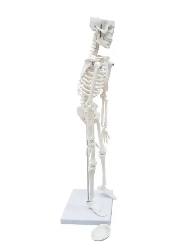 Desktop Skeleton 45 cm - Image 2