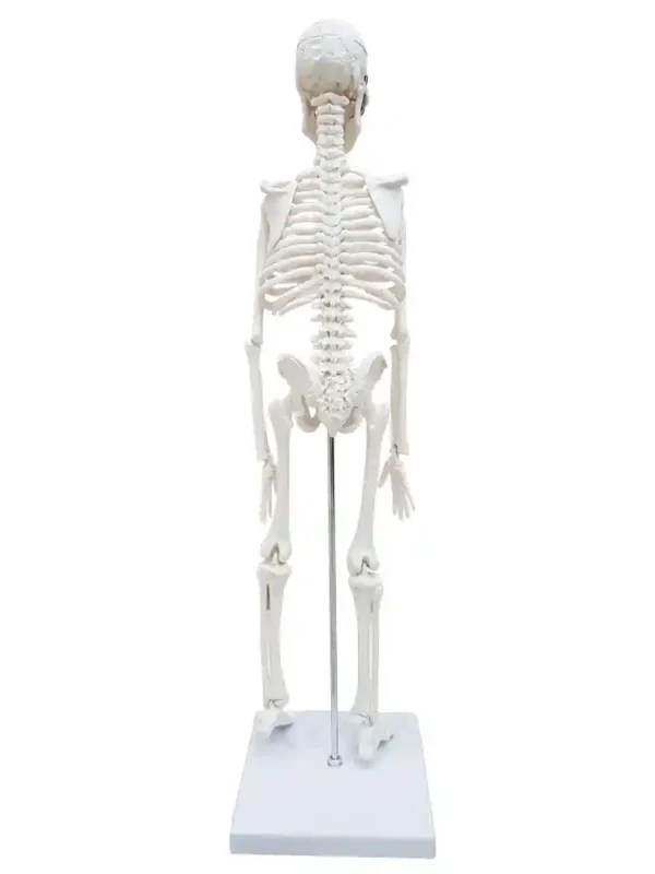 Desktop Skeleton 45 cm - Image 3