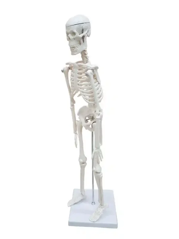 Desktop Skeleton 45 cm - Image 4