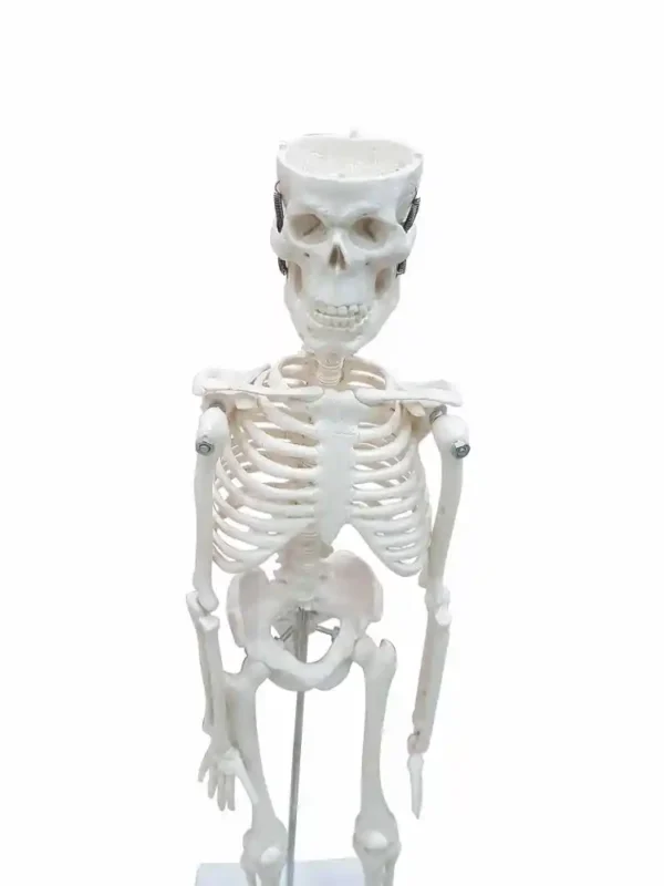 Desktop Skeleton 45 cm - Image 5