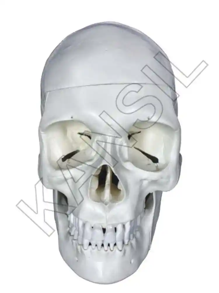 Skull Model 3 Part PVC