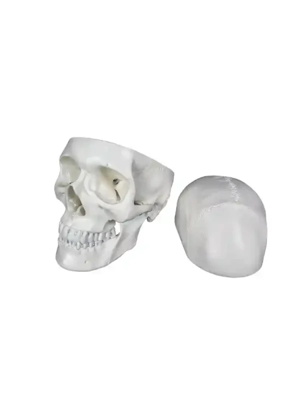 Skull Model 3 Part PVC - Image 2