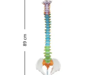 Vertebral Column Flexible, Didactic Painted