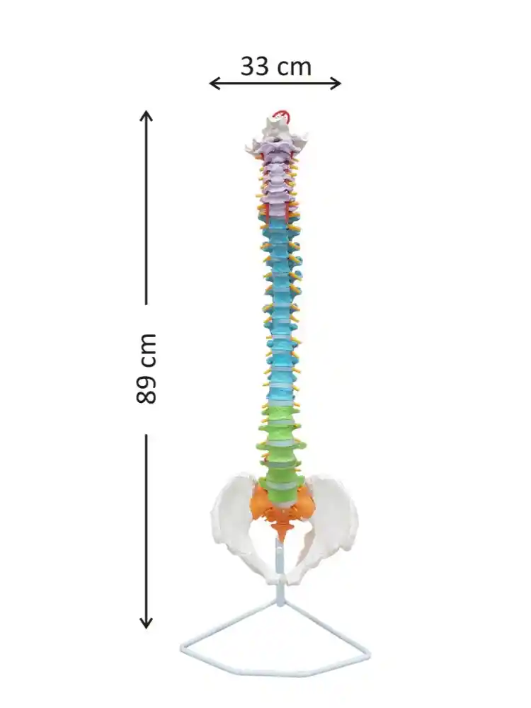 Vertebral Column Flexible, Didactic Painted