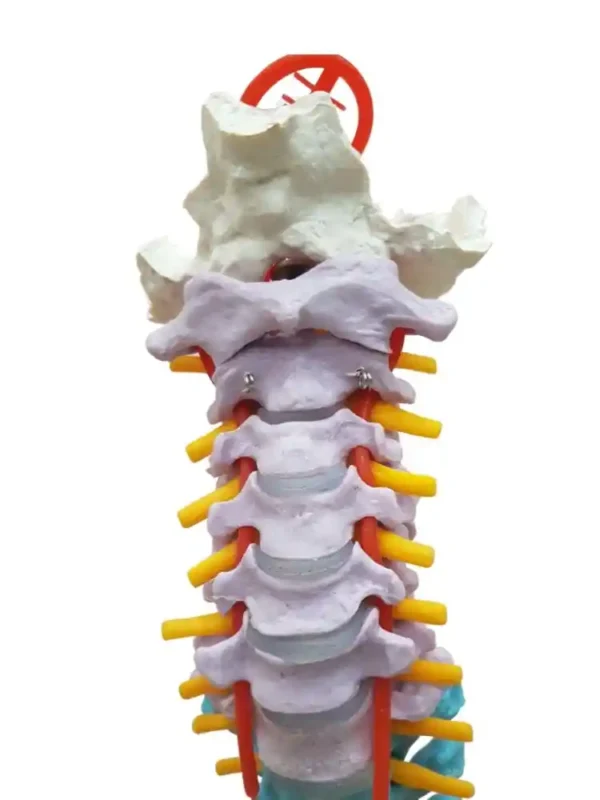 Vertebral Column Flexible, Didactic Painted - Image 2