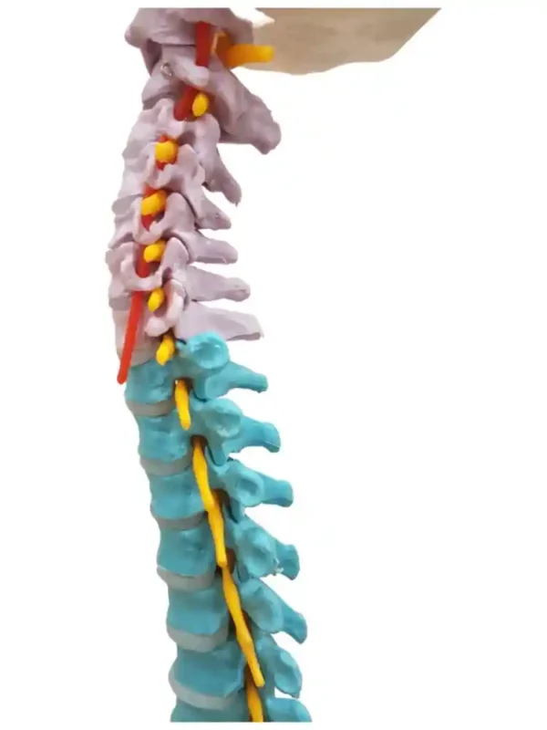 Vertebral Column Flexible, Didactic Painted - Image 3