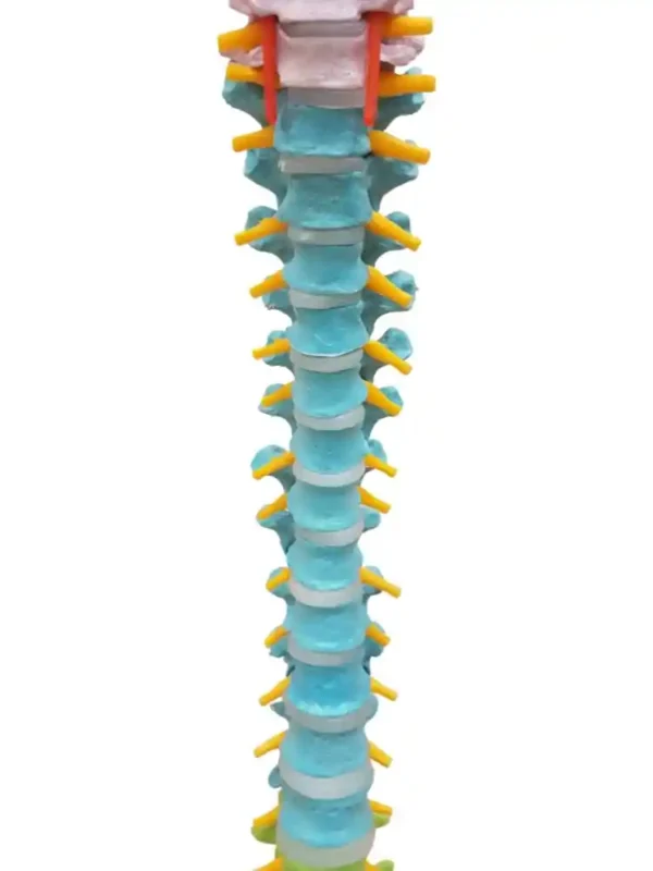 Vertebral Column Flexible, Didactic Painted - Image 4