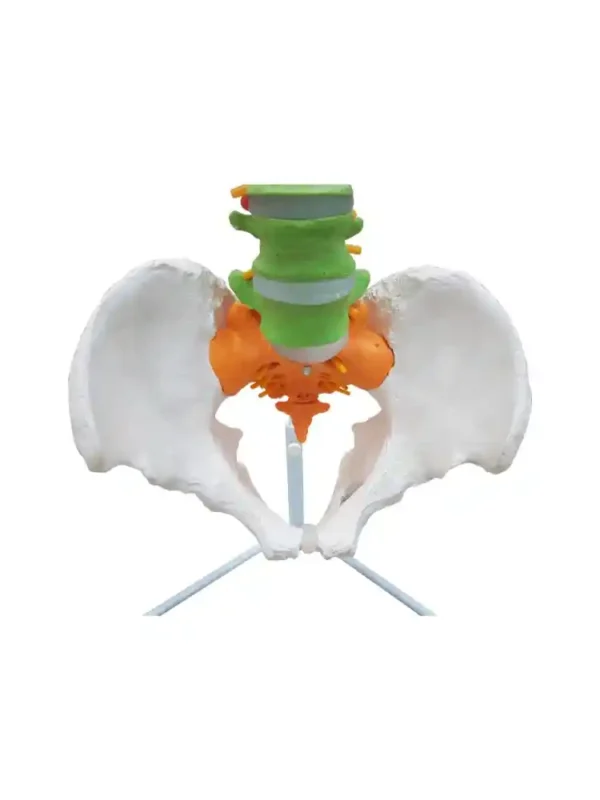 Vertebral Column Flexible, Didactic Painted - Image 5