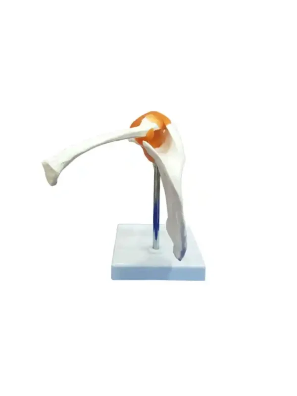 Shoulder Joint Model Flexible - Image 2