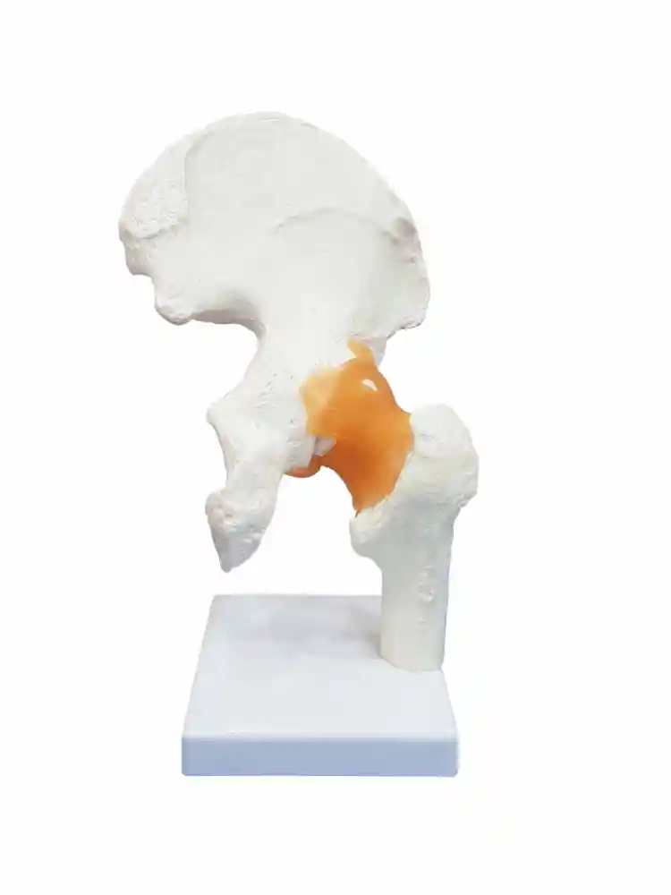 Hip Joint Model Flexible