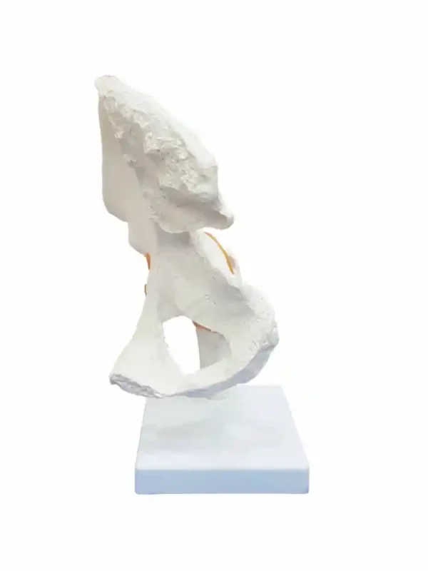 Hip Joint Model Flexible - Image 2