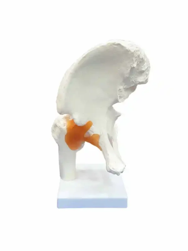 Hip Joint Model Flexible - Image 3