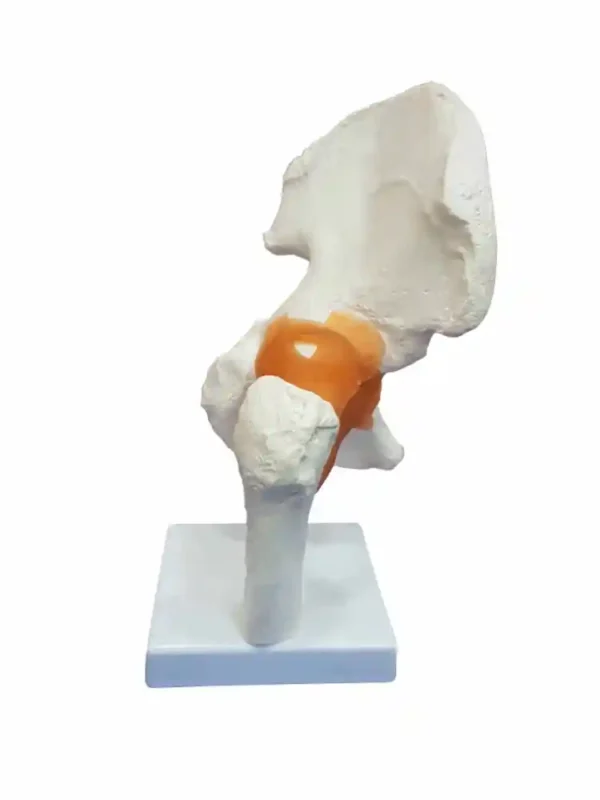Hip Joint Model Flexible - Image 4