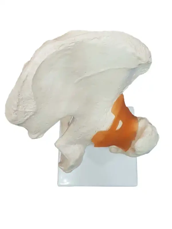 Hip Joint Model Flexible - Image 5