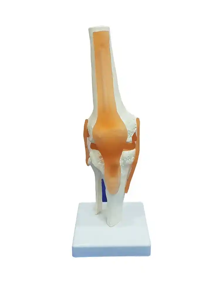 Knee Joint Model Flexible