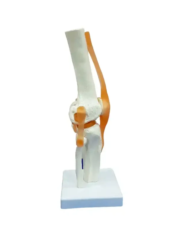 Knee Joint Model Flexible - Image 2