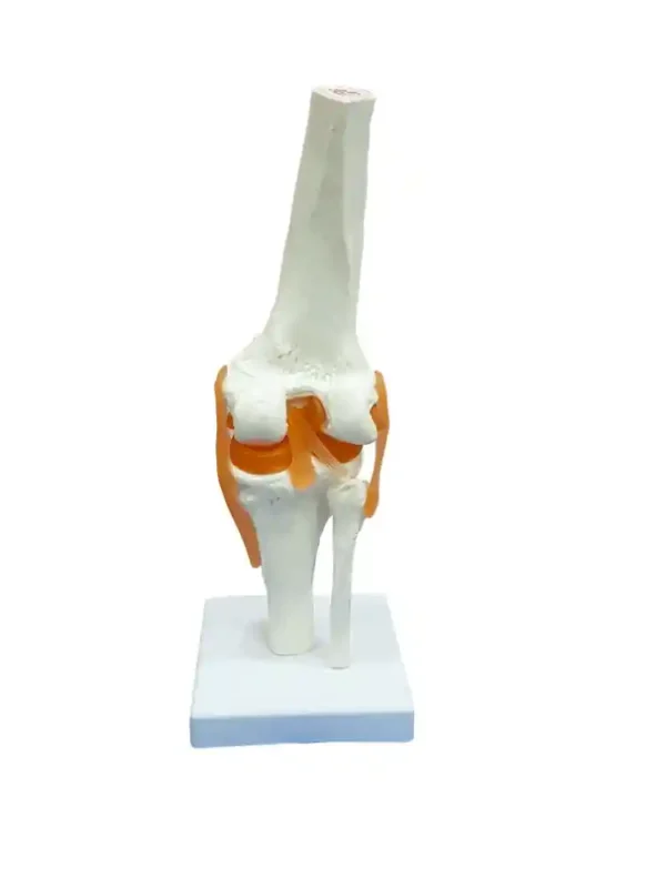 Knee Joint Model Flexible - Image 3