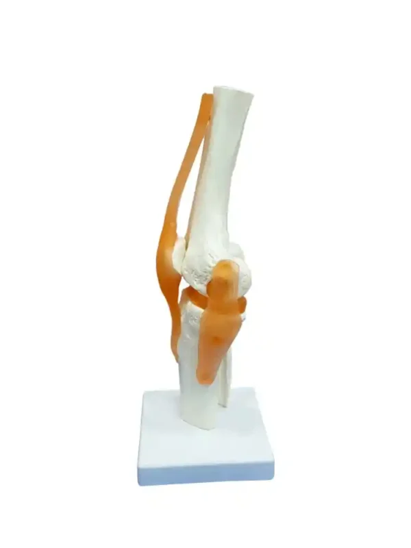 Knee Joint Model Flexible - Image 4