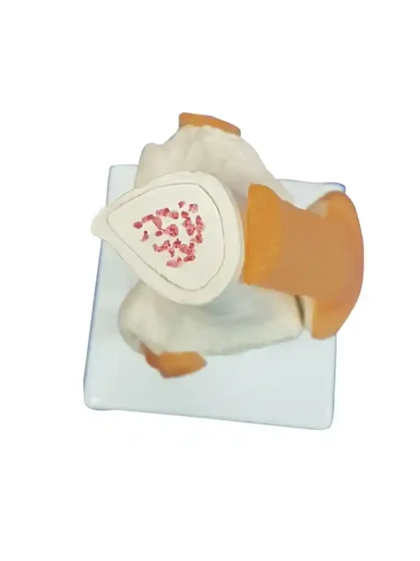 Knee Joint Model Flexible - Image 5