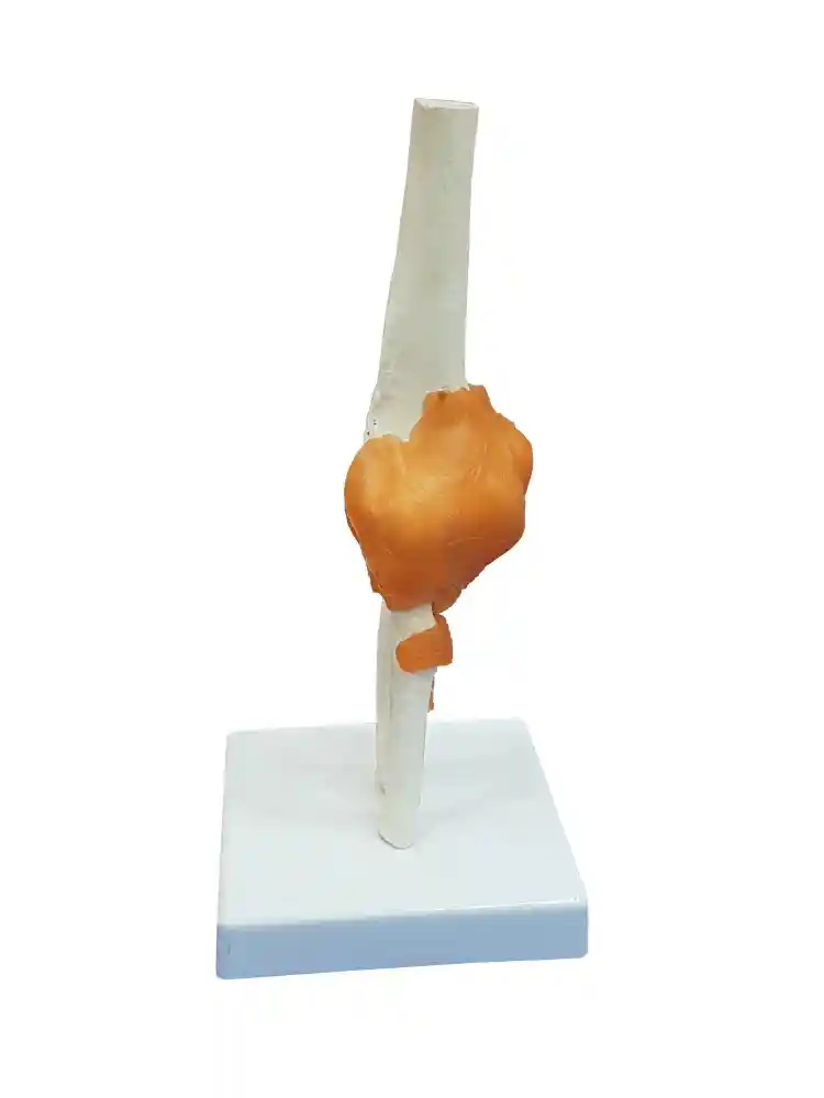 Elbow Joint Model Flexible