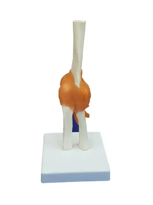 Elbow Joint Model Flexible - Image 2