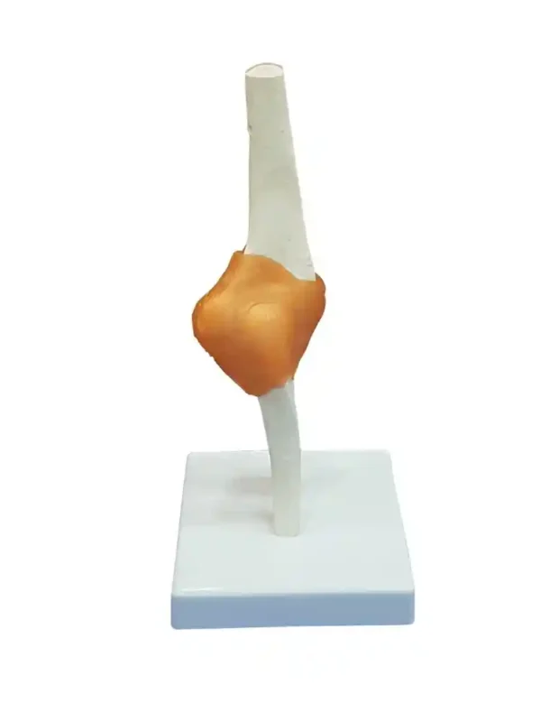 Elbow Joint Model Flexible - Image 3