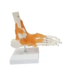 Foot Joint Model Flexible