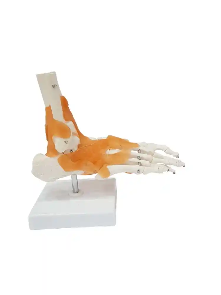Foot Joint Model Flexible
