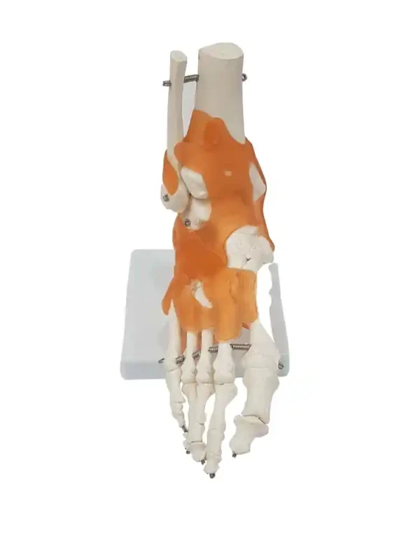 Foot Joint Model Flexible - Image 2