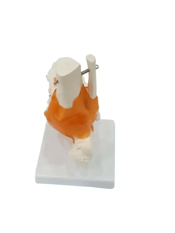 Foot Joint Model Flexible - Image 4