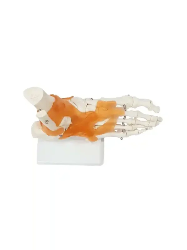 Foot Joint Model Flexible - Image 5