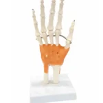 Hand Joint Model Flexible