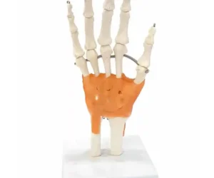 Hand Joint Model Flexible