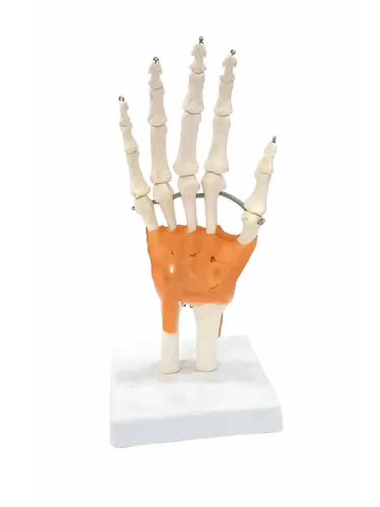 Hand Joint Model Flexible