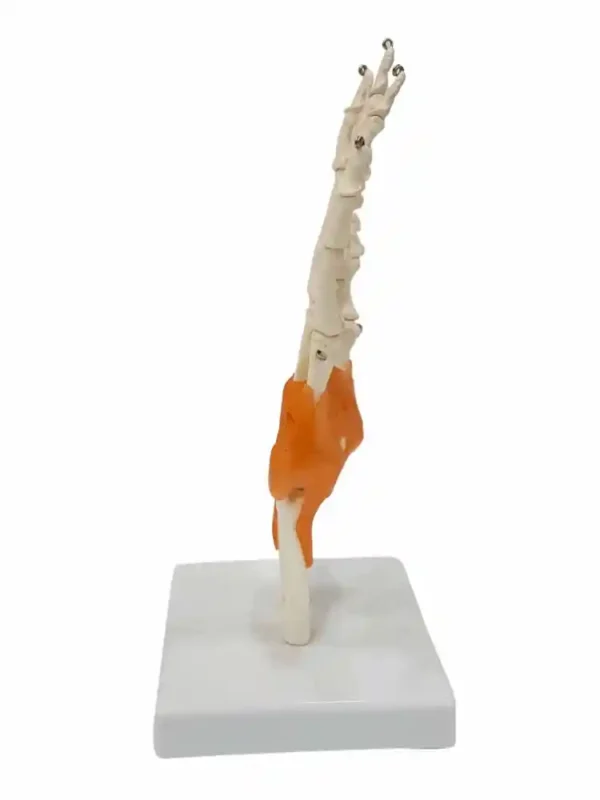 Hand Joint Model Flexible - Image 2