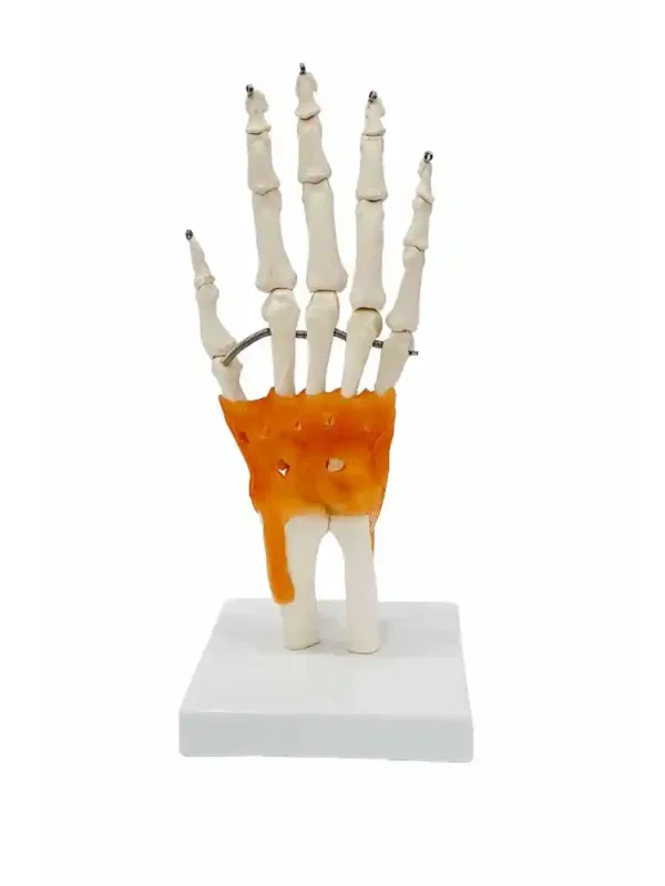 Hand Joint Model Flexible - Image 3