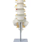 Lumbar Vertebrae with Sacrum Bone