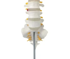 Lumbar Vertebrae with Sacrum Bone