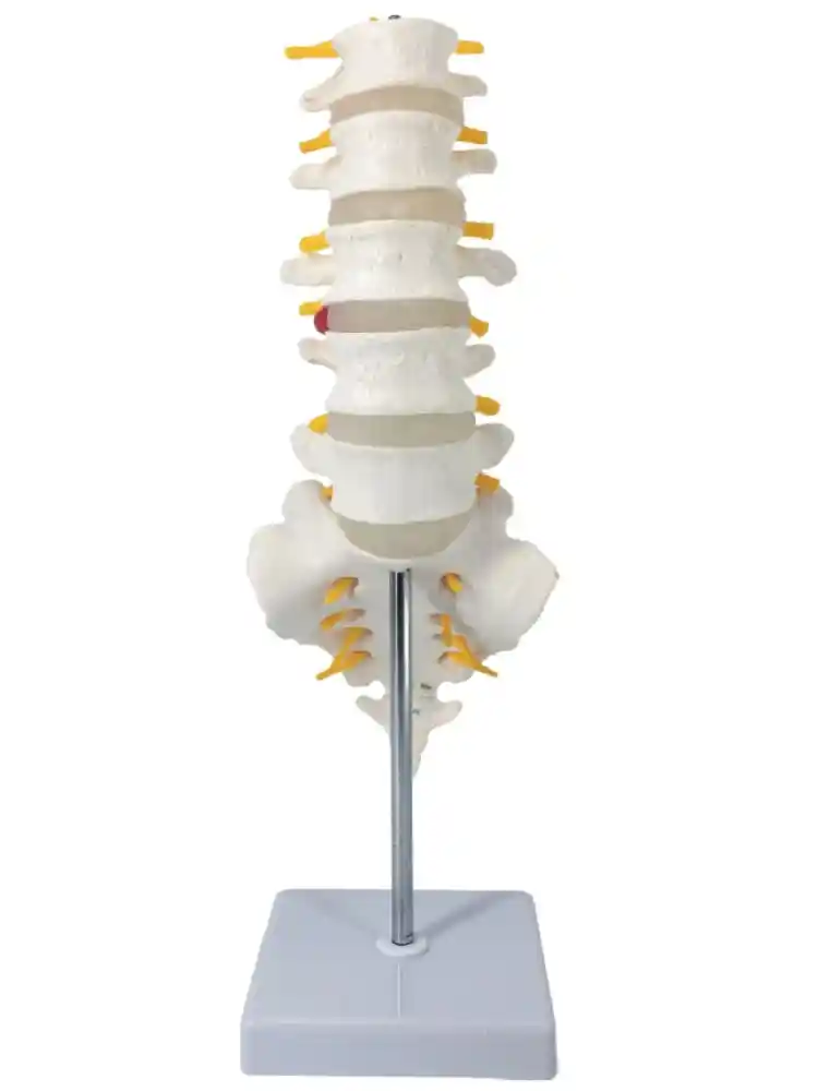 Lumbar Vertebrae with Sacrum Bone